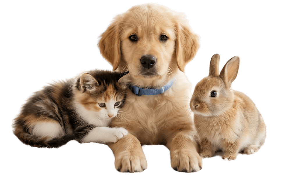 Filhote de cachorro, gato e coelho juntos